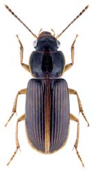 Egadroma